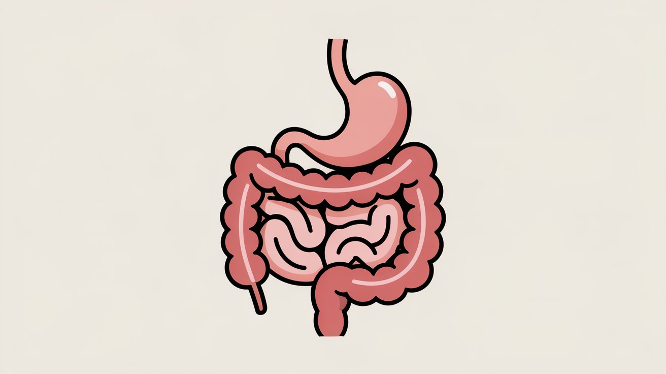 Préserve la tolérance digestive sur le long terme