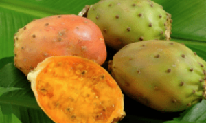 Fytomisaani, ravintolisät ja luonnonkosmetiikka 25 Viikunapäärynä