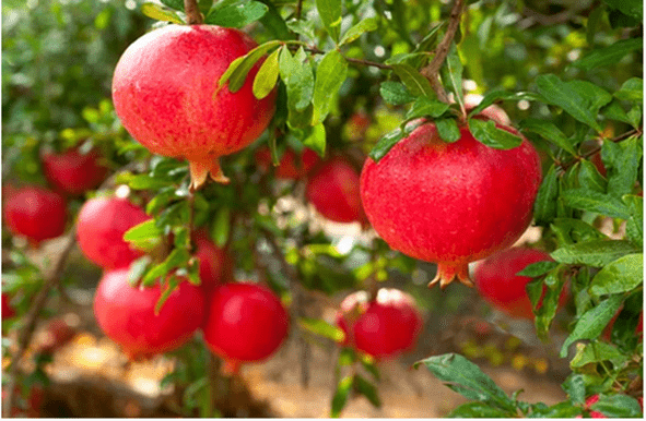 Pomegranate: antioxidant and anti-inflammatory
