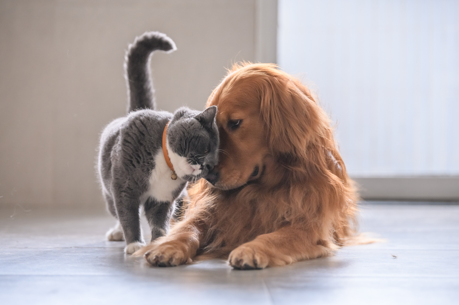 Gelenkprobleme bei Hunden und Katzen