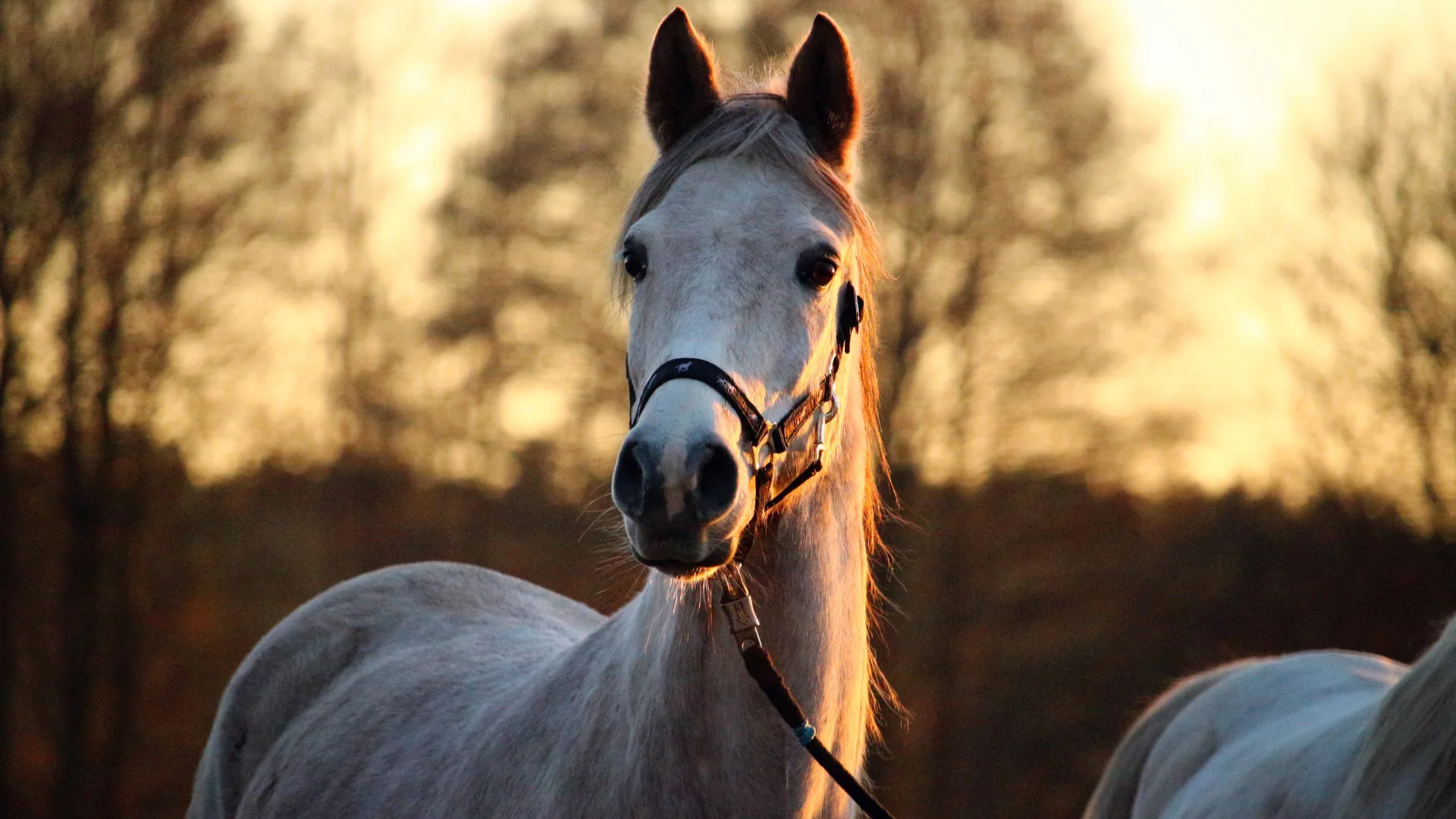 mélanome du cheval