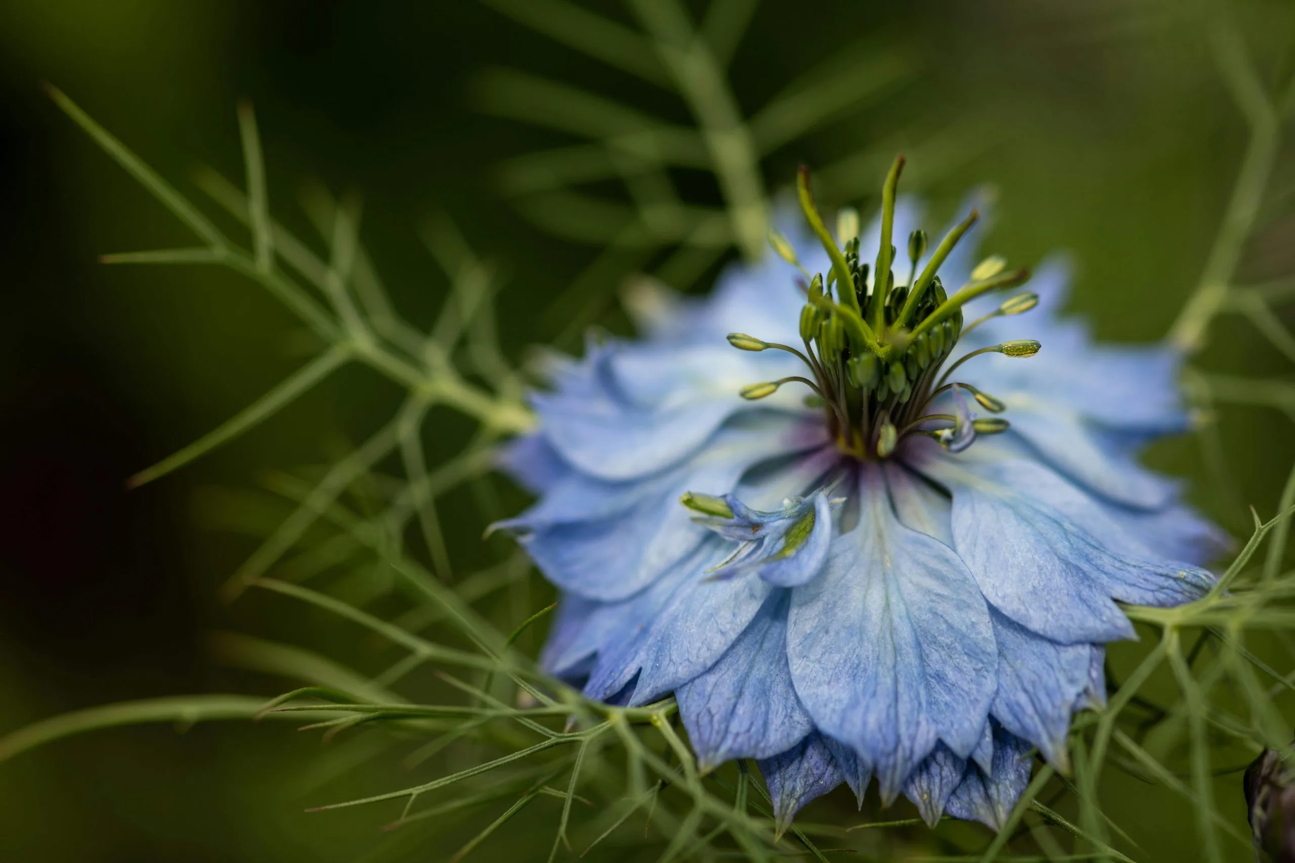 Nigelle